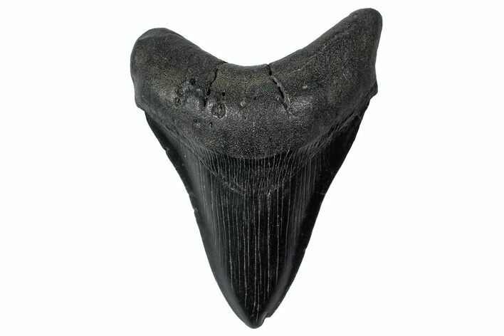 Fossil Megalodon Tooth - South Carolina #340144